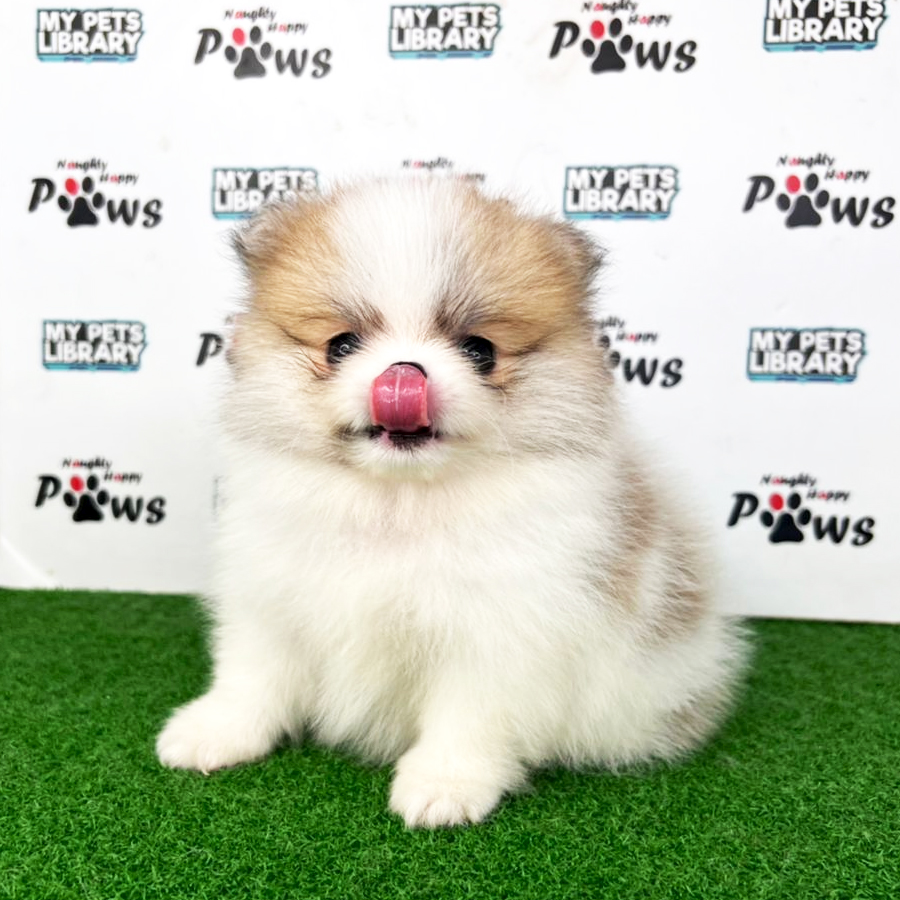 Pomeranian Puppy (Female) For Sale