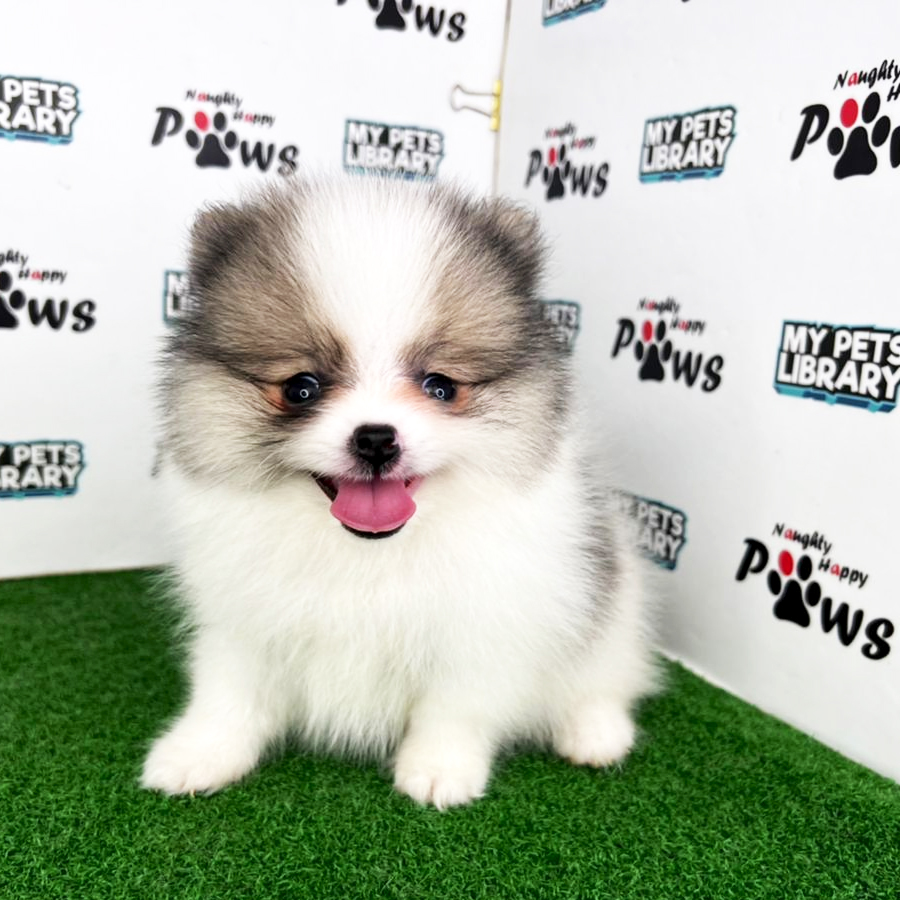 Pomeranian Puppy (Male) For Sale