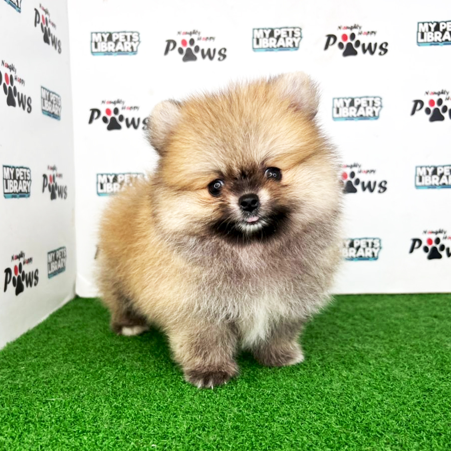 Pomeranian Puppy (Male) For Sale