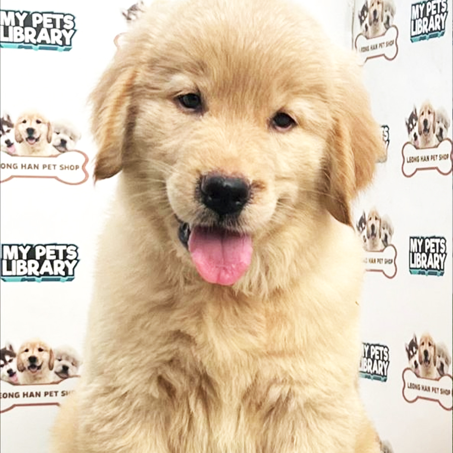 Golden Retriever Puppy (Female) For Sale