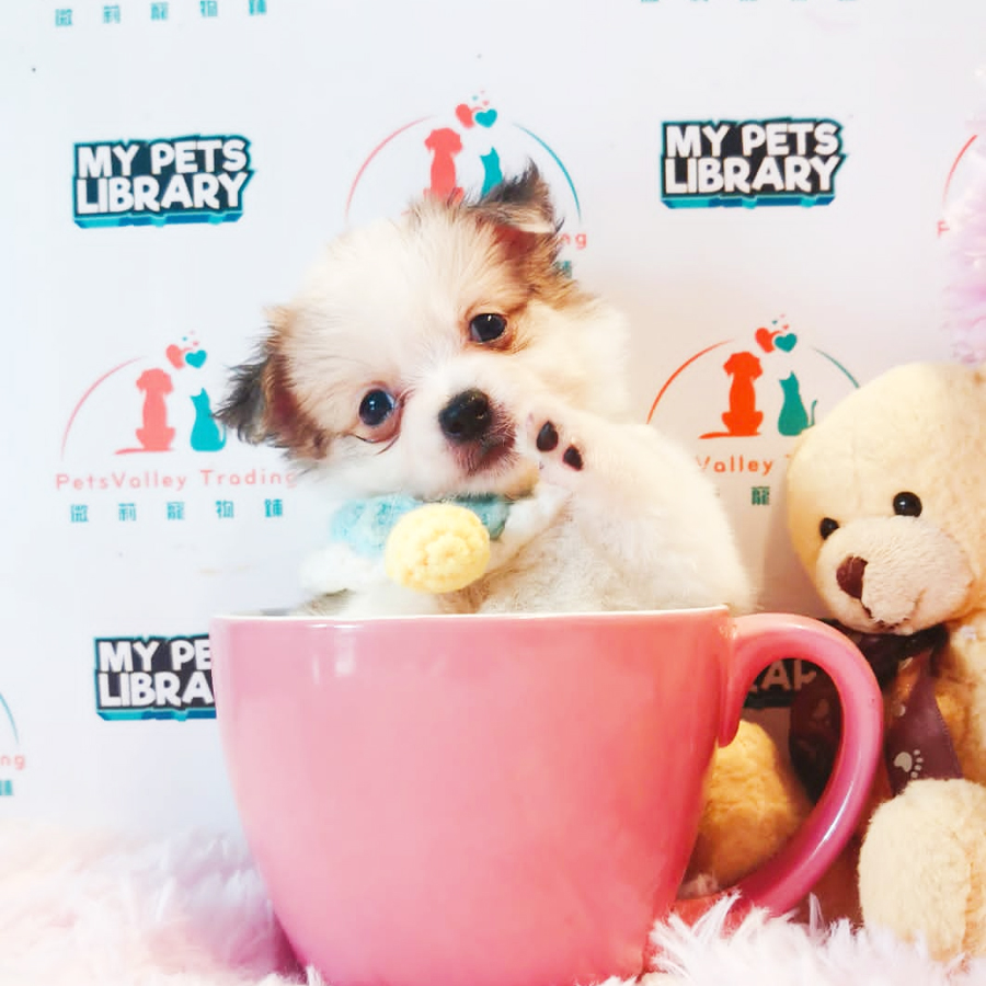 Chihuahua Puppy (Male) For Sale