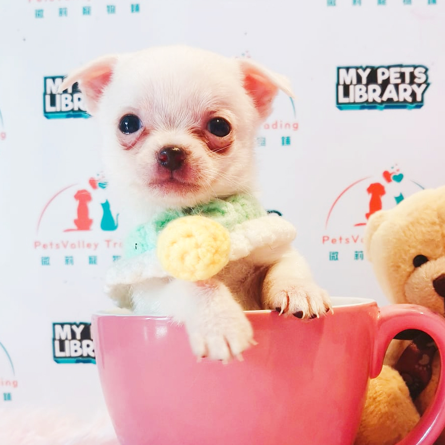 Teacup Chihuahua Puppy (Male) For Sale