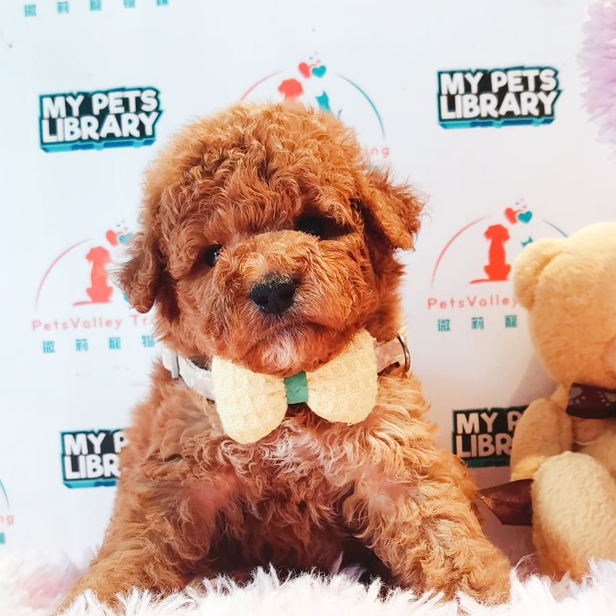 Toy Poodle Puppy (Male) For Sale