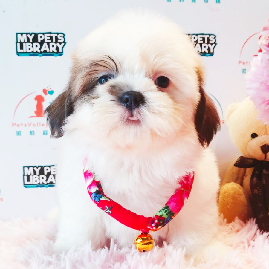 Shih Tzu Puppy (Male) For Sale