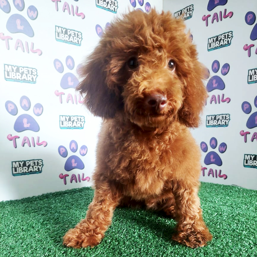 Toy Poodle Puppy (Male) For Sale