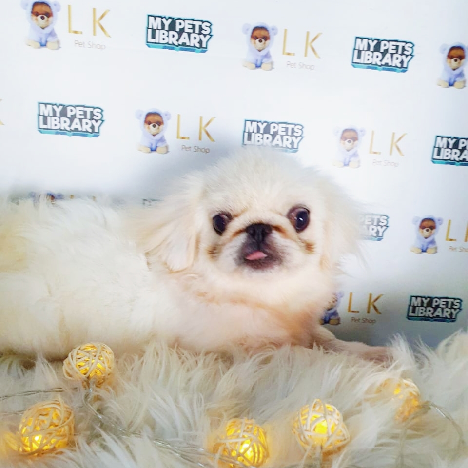 Pekingese Puppy (Male) For Sale