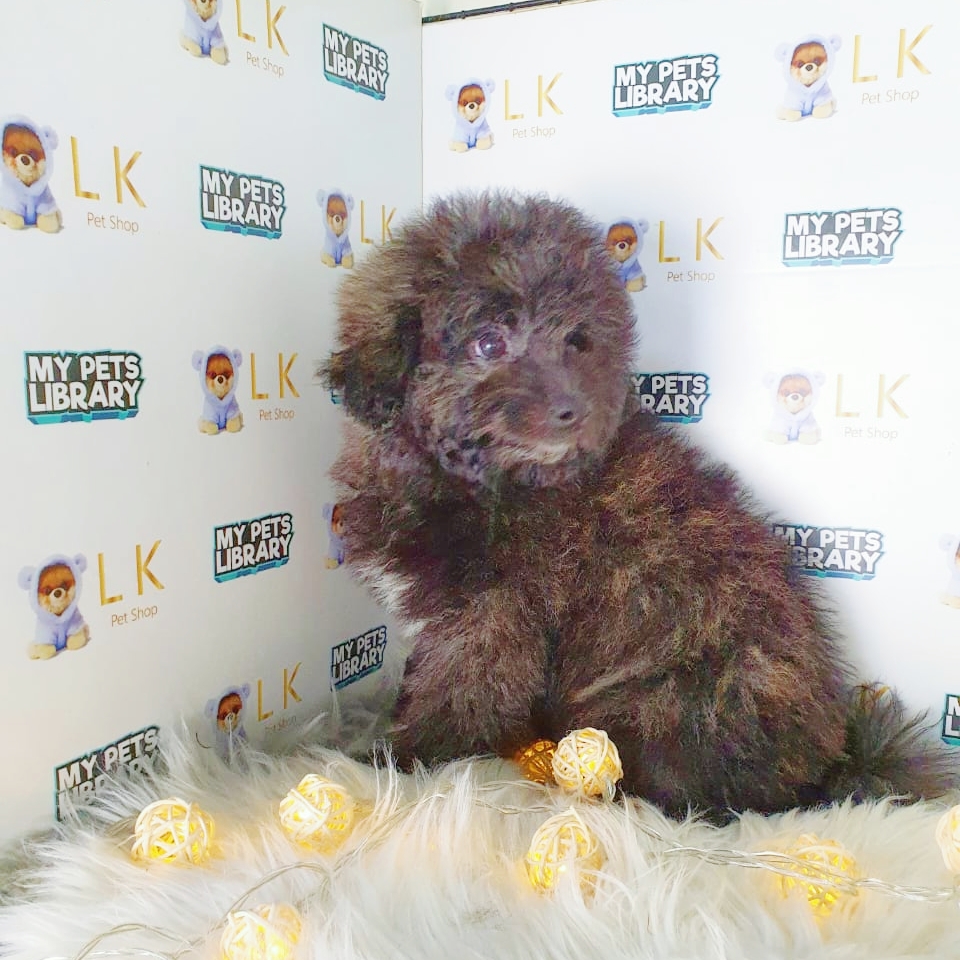 Toy Poodle Puppy (Female) For Sale