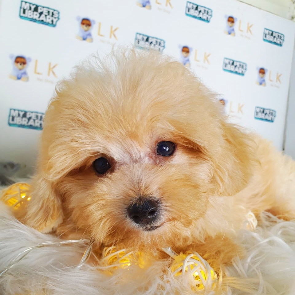 Toy Poodle Puppy (Female) For Sale