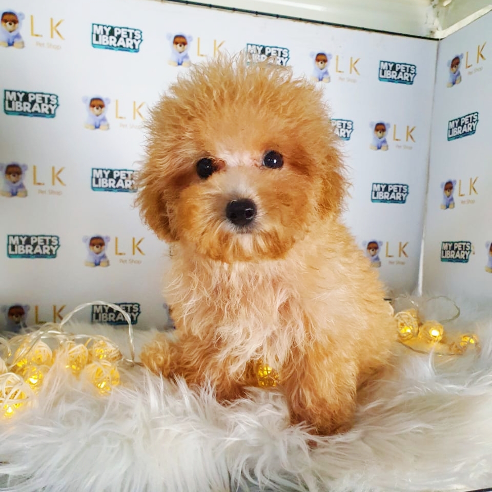 Toy Poodle Puppy (Female) For Sale