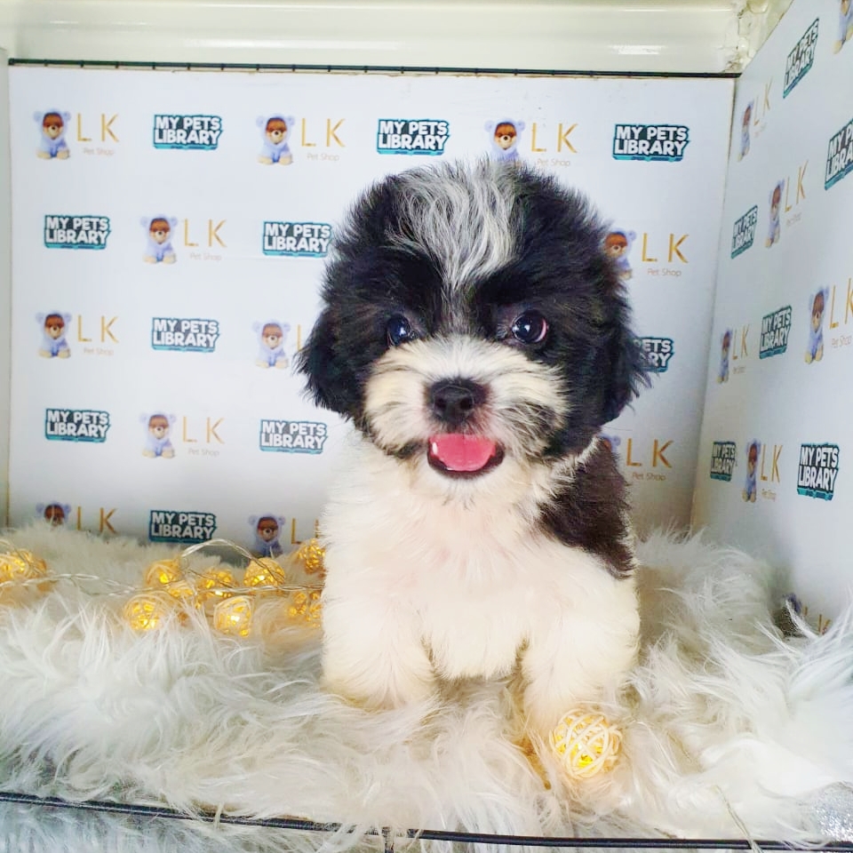 Toy Poodle Puppy (Male) For Sale