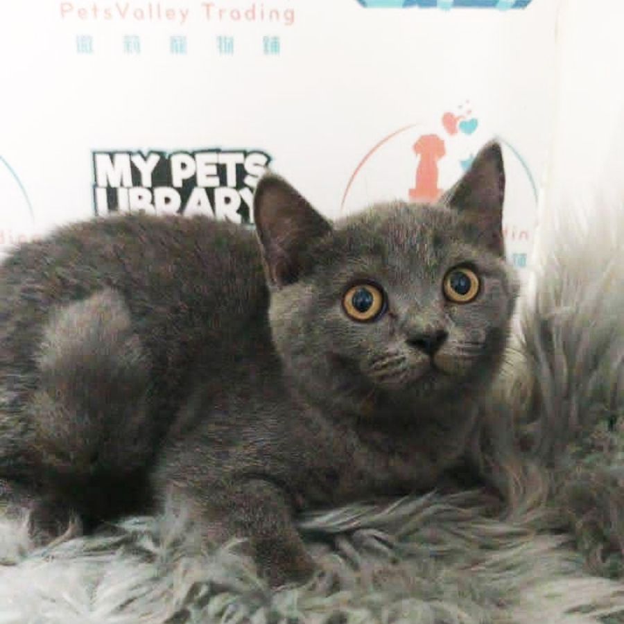 British Shorthair Kitten (Male) For Sale