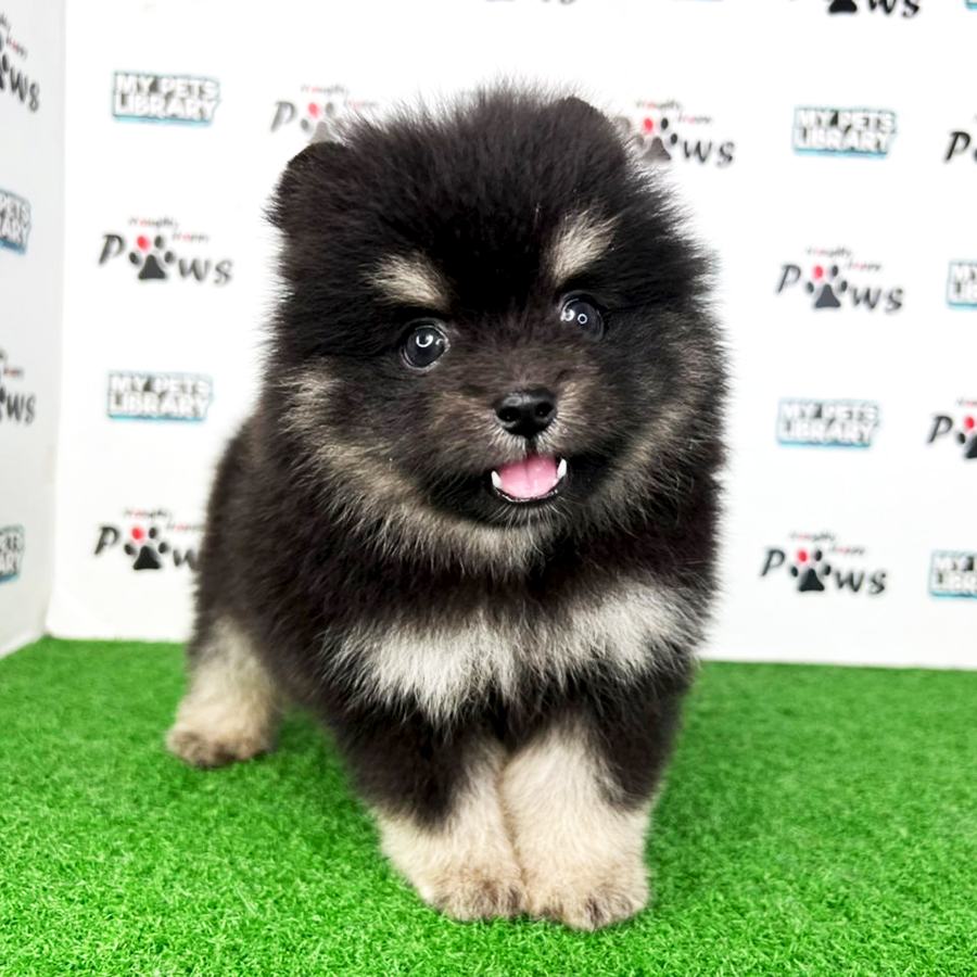 Pomeranian Puppy (Male) For Sale