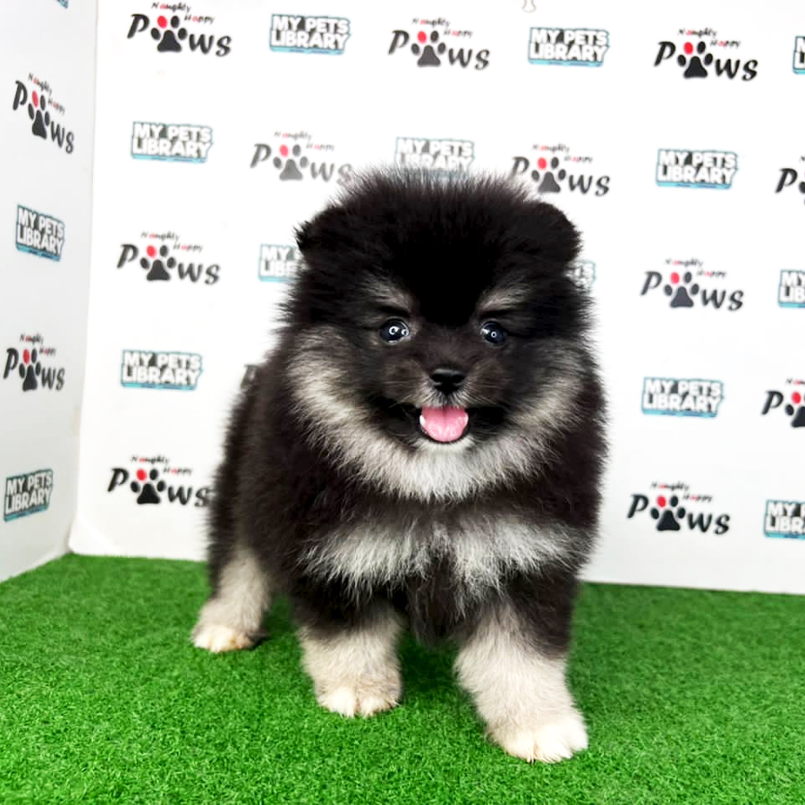Pomeranian Puppy (Male) For Sale