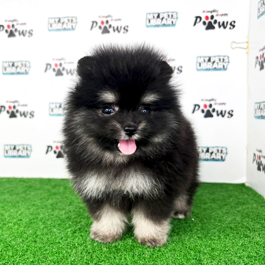 Pomeranian Puppy (Female) For Sale