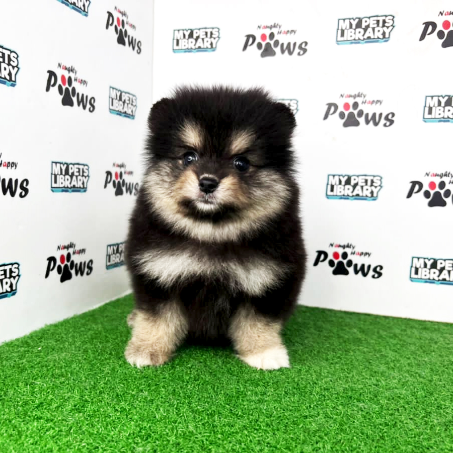Pomeranian Puppy (Female) For Sale