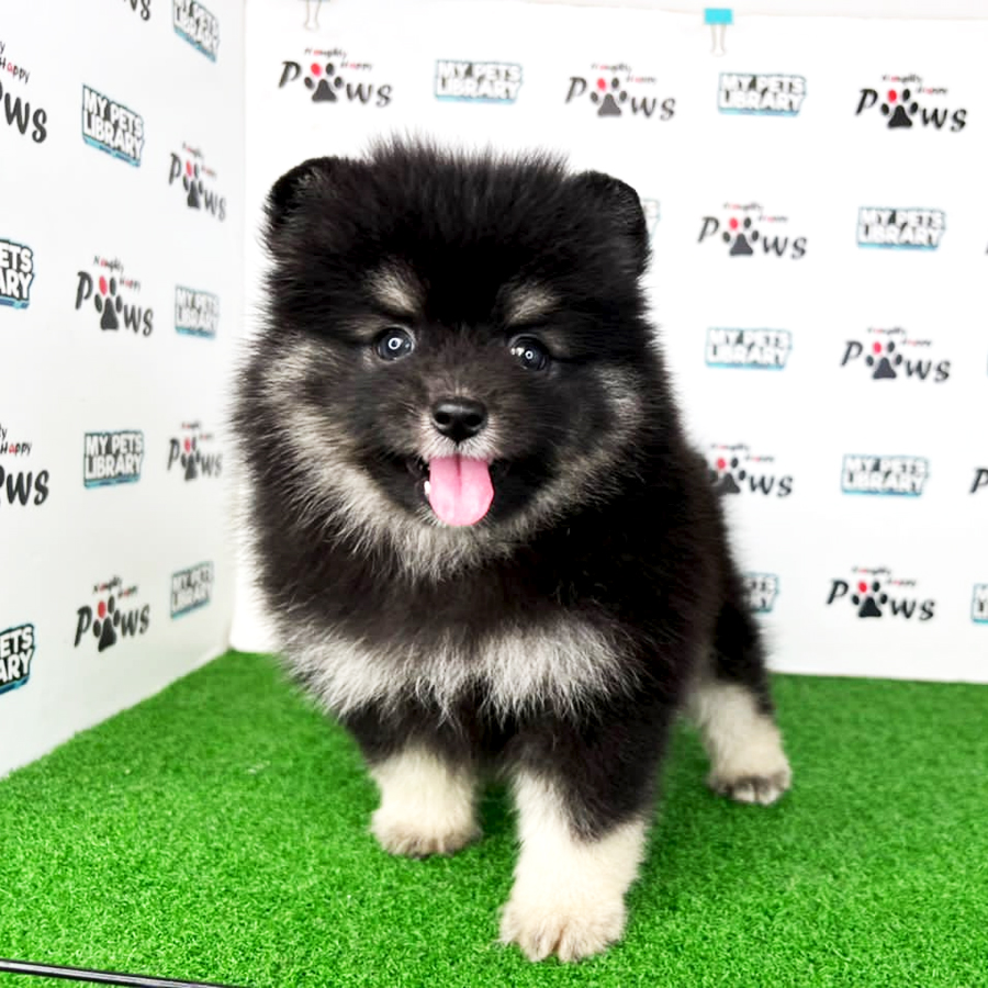 Pomeranian Puppy (Male) For Sale