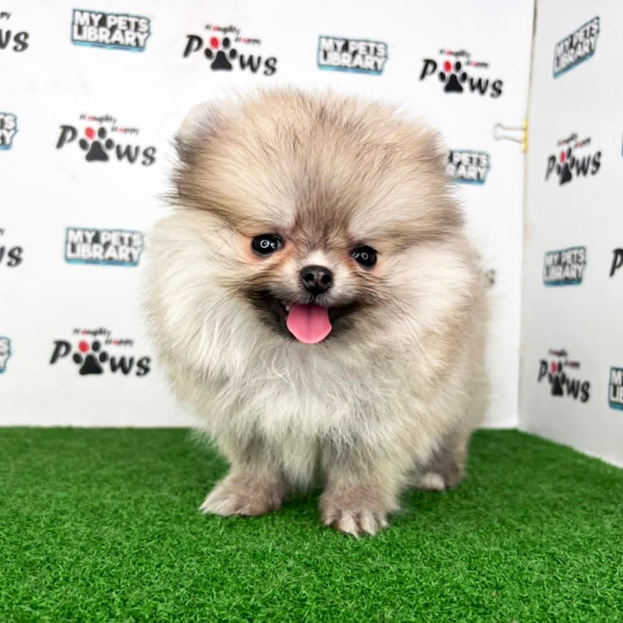 Pomeranian Puppy (Female) For Sale