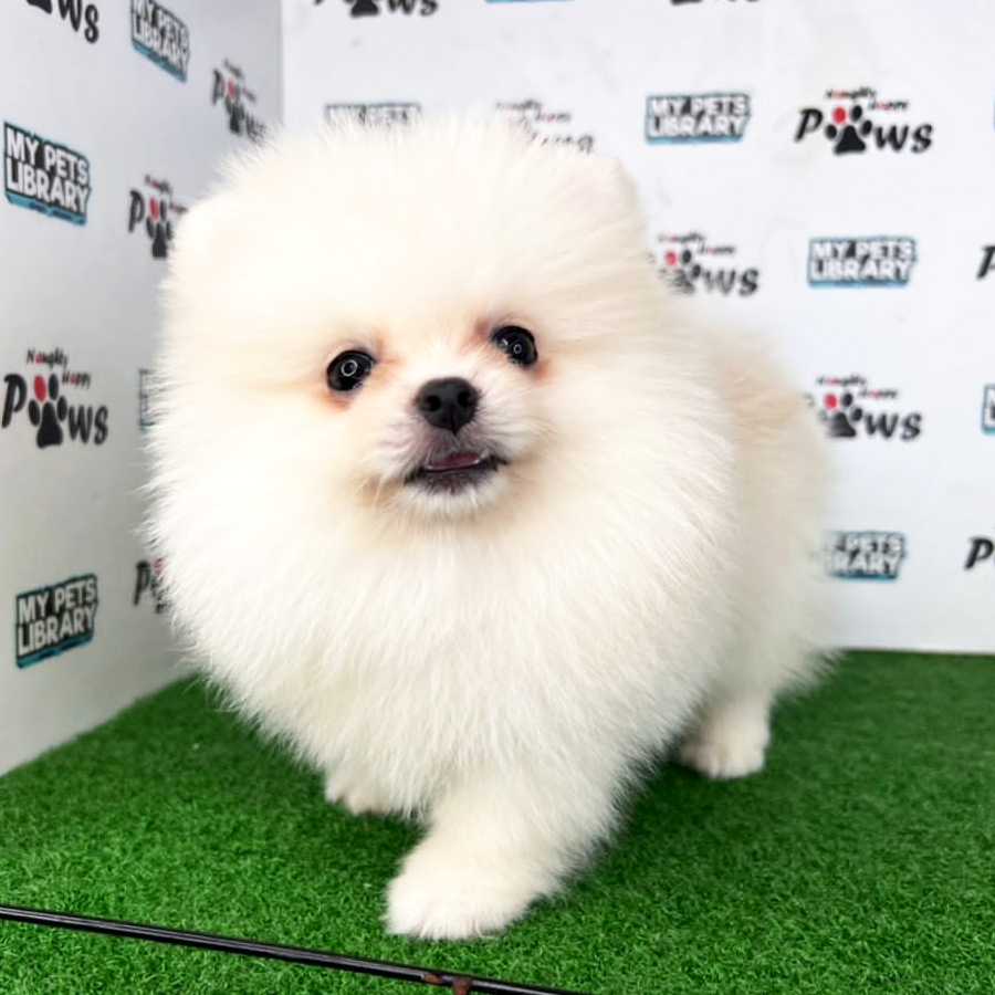 Pomeranian Puppy (Female) For Sale