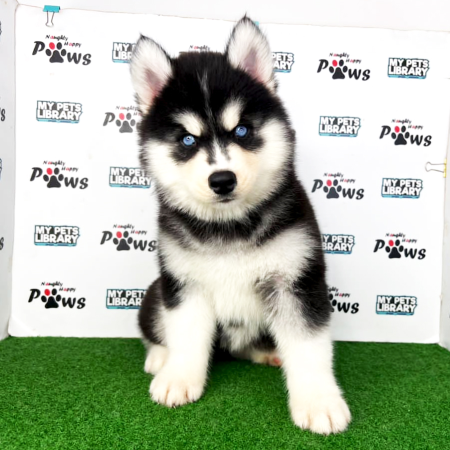 Wooly Husky Puppy (Female) For Sale