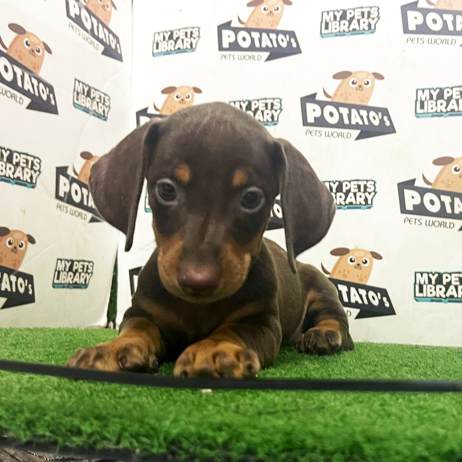 Mini Dachshund Puppy (Female) For Sale