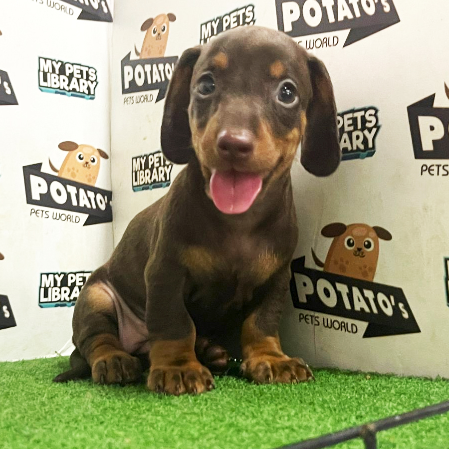 Mini Dachshund Puppy (Female) For Sale
