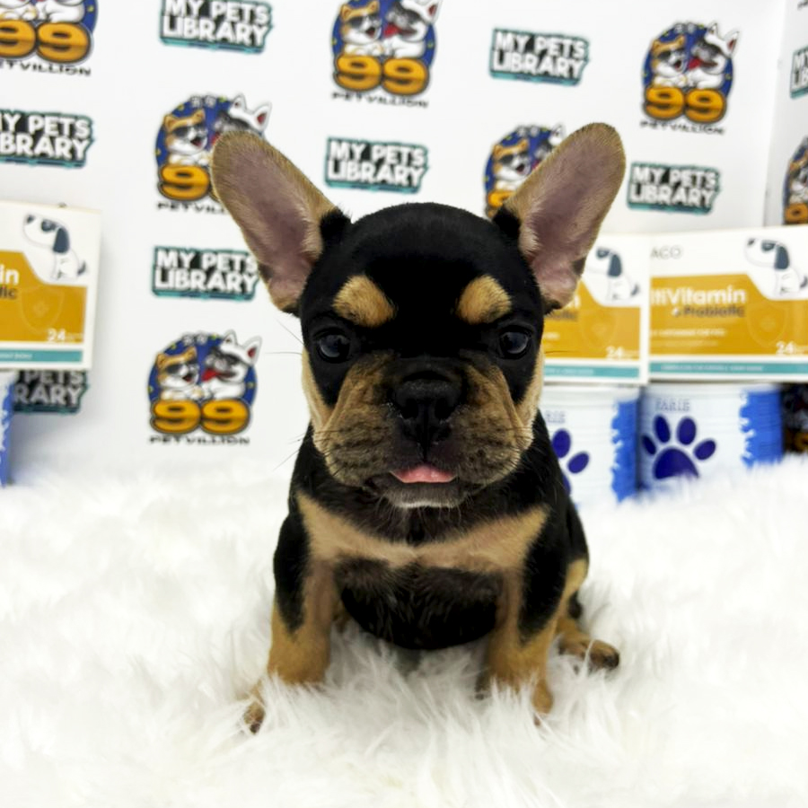 French Bulldog Puppy (Male) For Sale