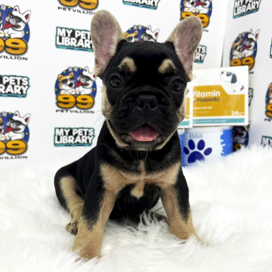 French Bulldog Puppy (Male) For Sale