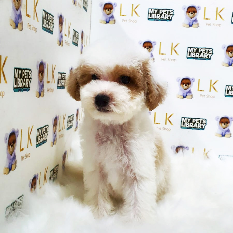 Toy Poodle Puppy (Male) For Sale