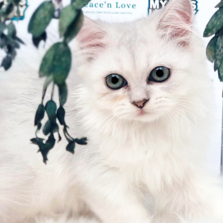 TICA British Longhair Kitten (Female) For Sale