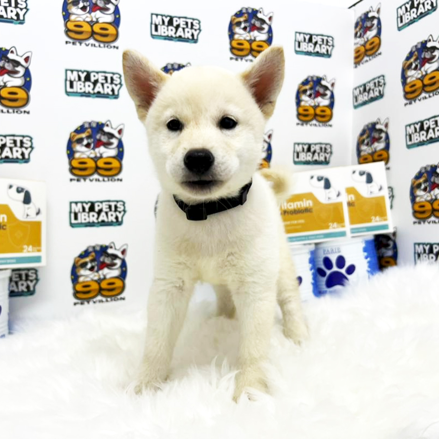 MKA Shiba Inu Puppy (Female) For Sale