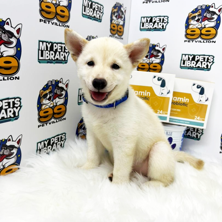 MKA Shiba Inu Puppy (Female) For Sale