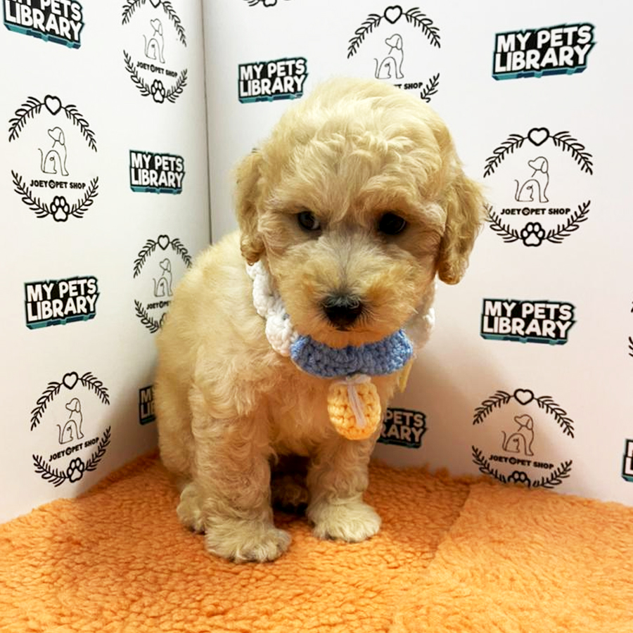 Toy Poodle Puppy (Male) For Sale