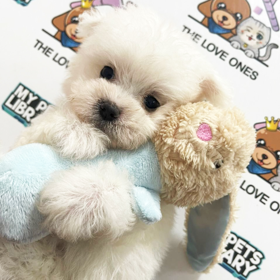 MKA Maltese Puppy (Male) For Sale