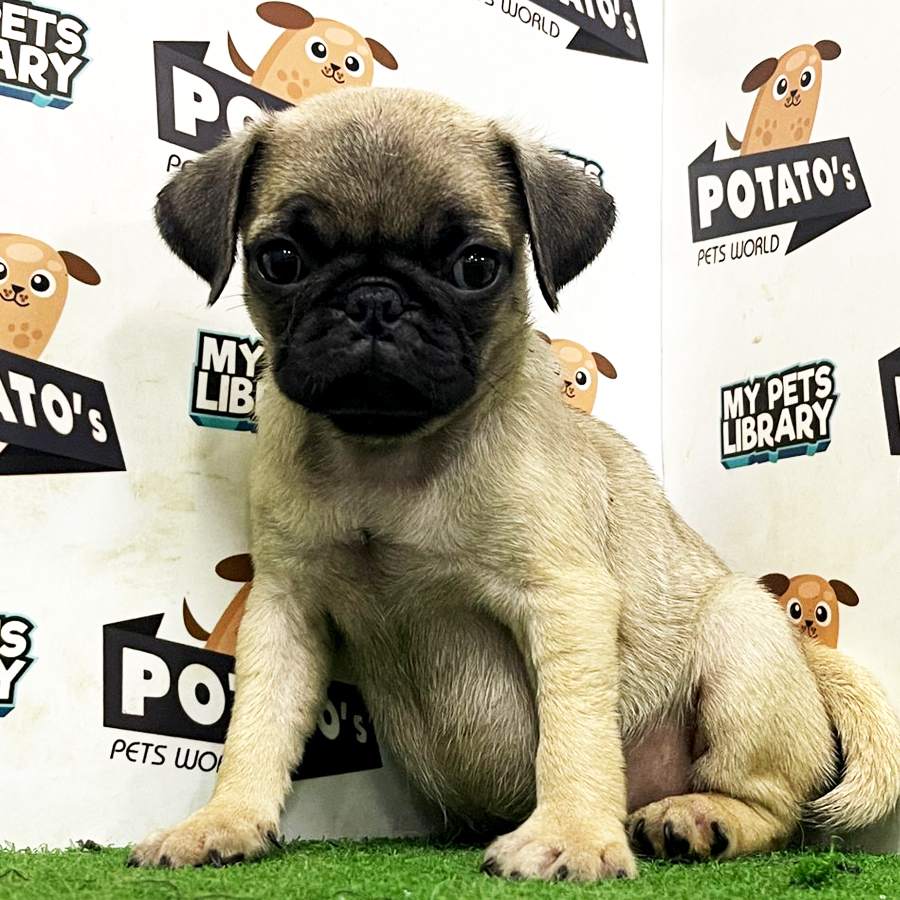 Pug Puppy (Female) For Sale