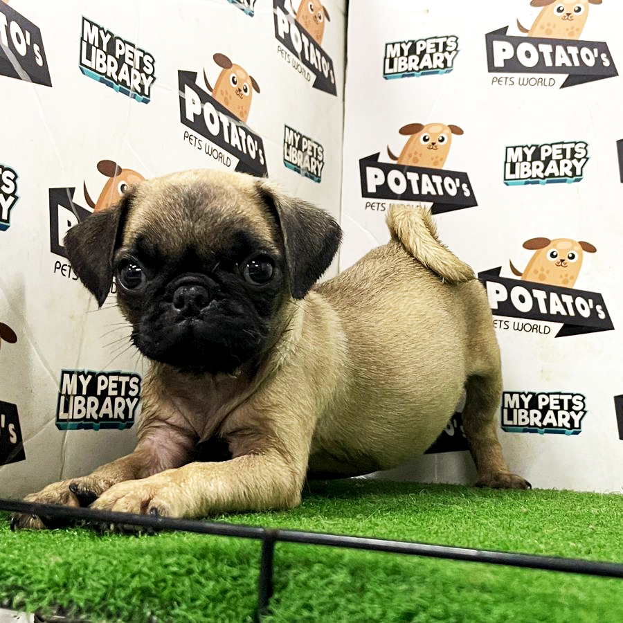 Pug Puppy (Female) For Sale