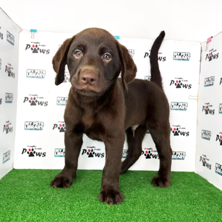 Labrador Retriever Puppy (Male) For Sale