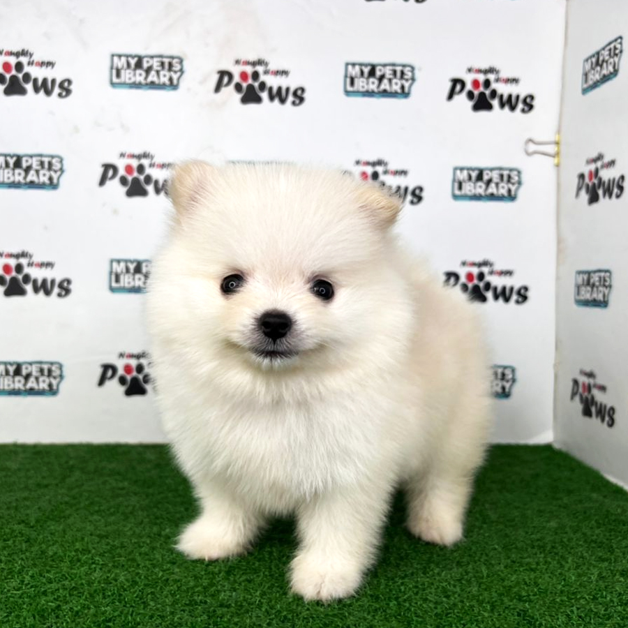 Pomeranian Puppy (Female) For Sale