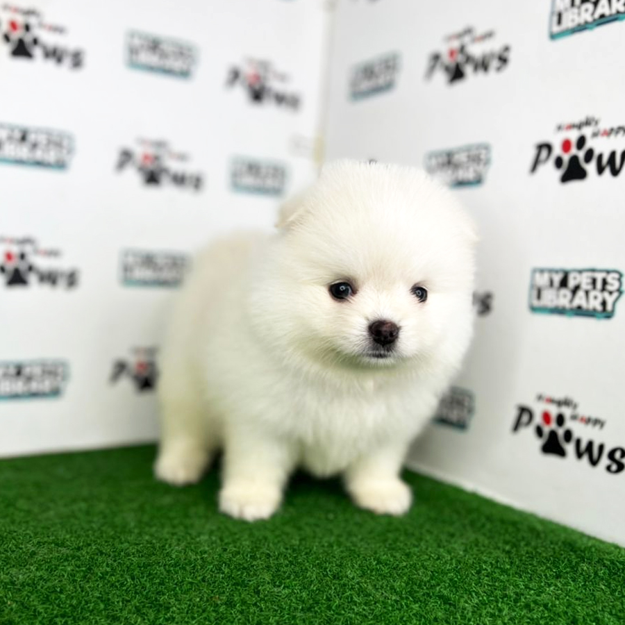 Pomeranian Puppy (Female) For Sale