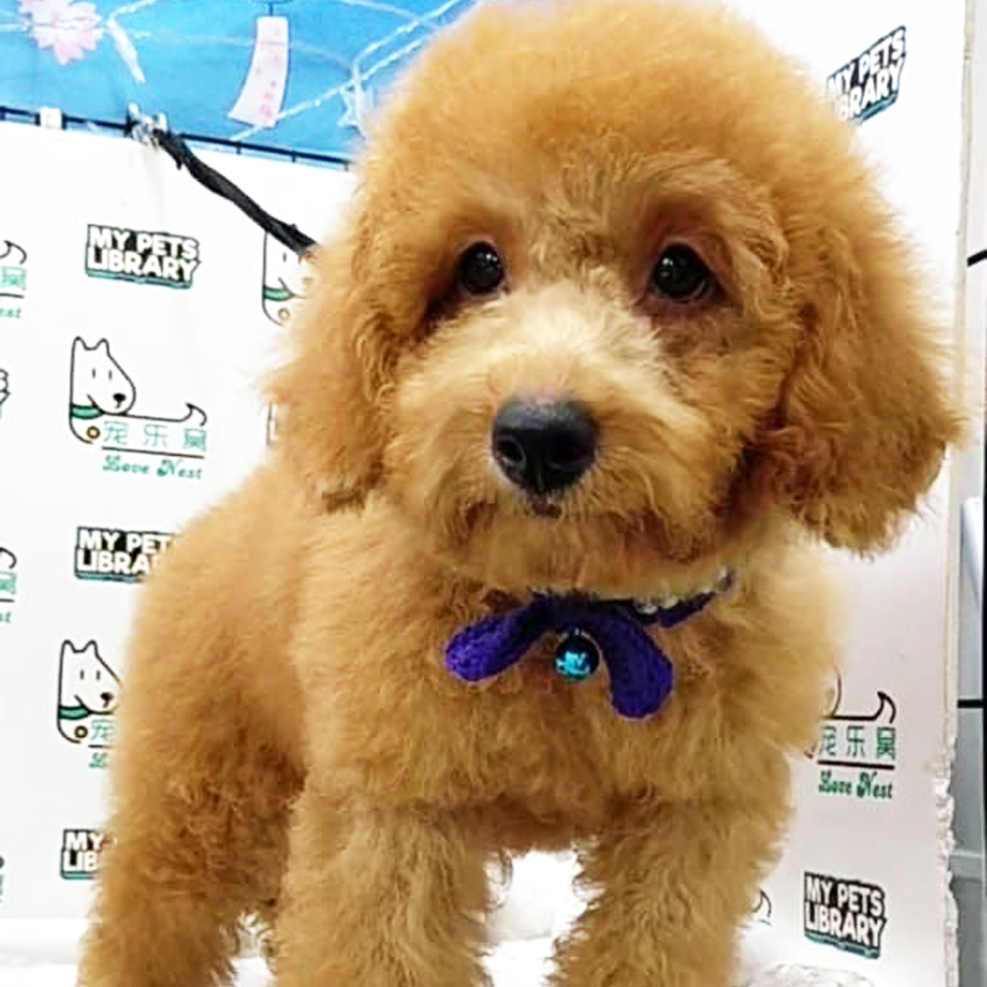 Toy Poodle Puppy (Female) For Sale