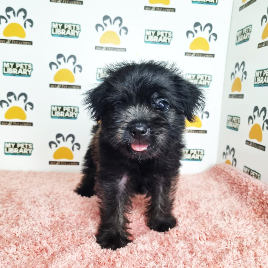 Schnauzer Mix Pug Puppy (Female) For Sale