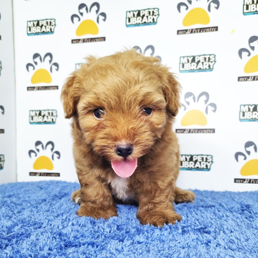 Toy Poodle Puppy (Male) For Sale
