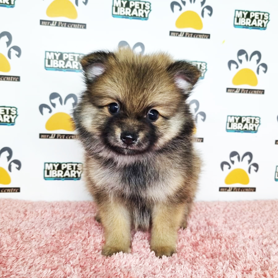 Pomeranian Puppy (Female) For Sale