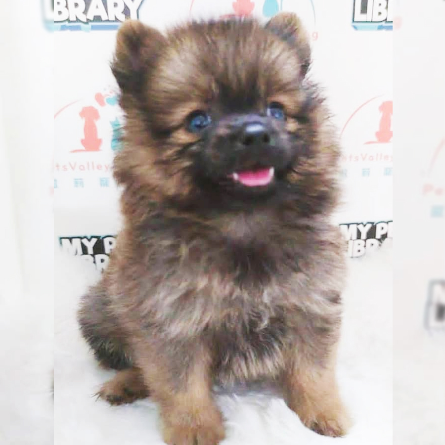 MKA Pomeranian Puppy (Male) For Sale