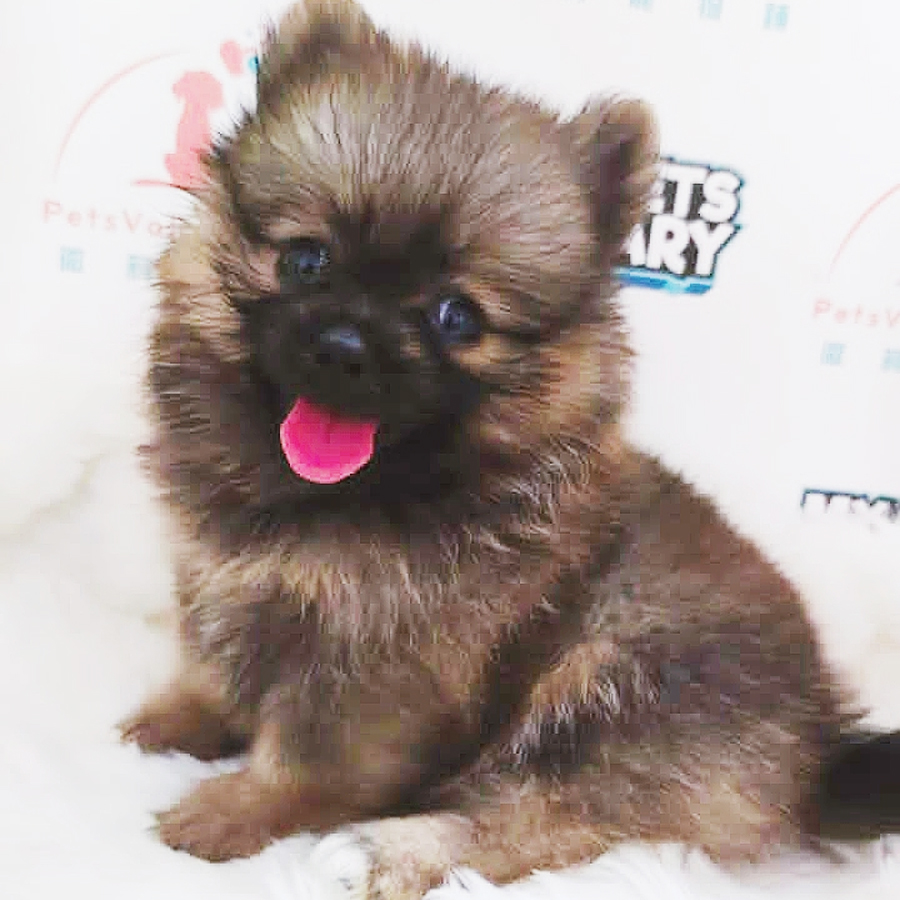 MKA Pomeranian Puppy (Male) For Sale