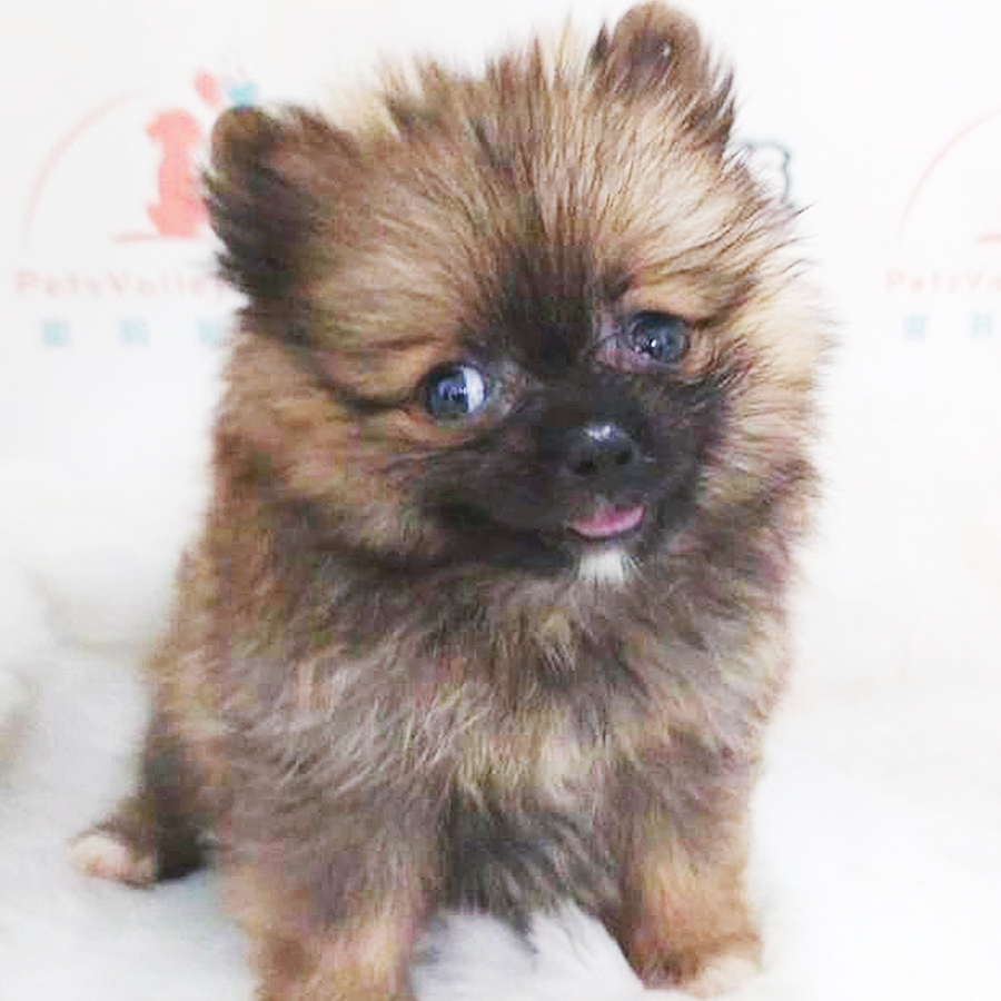 MKA Pomeranian Puppy (Female) For Sale