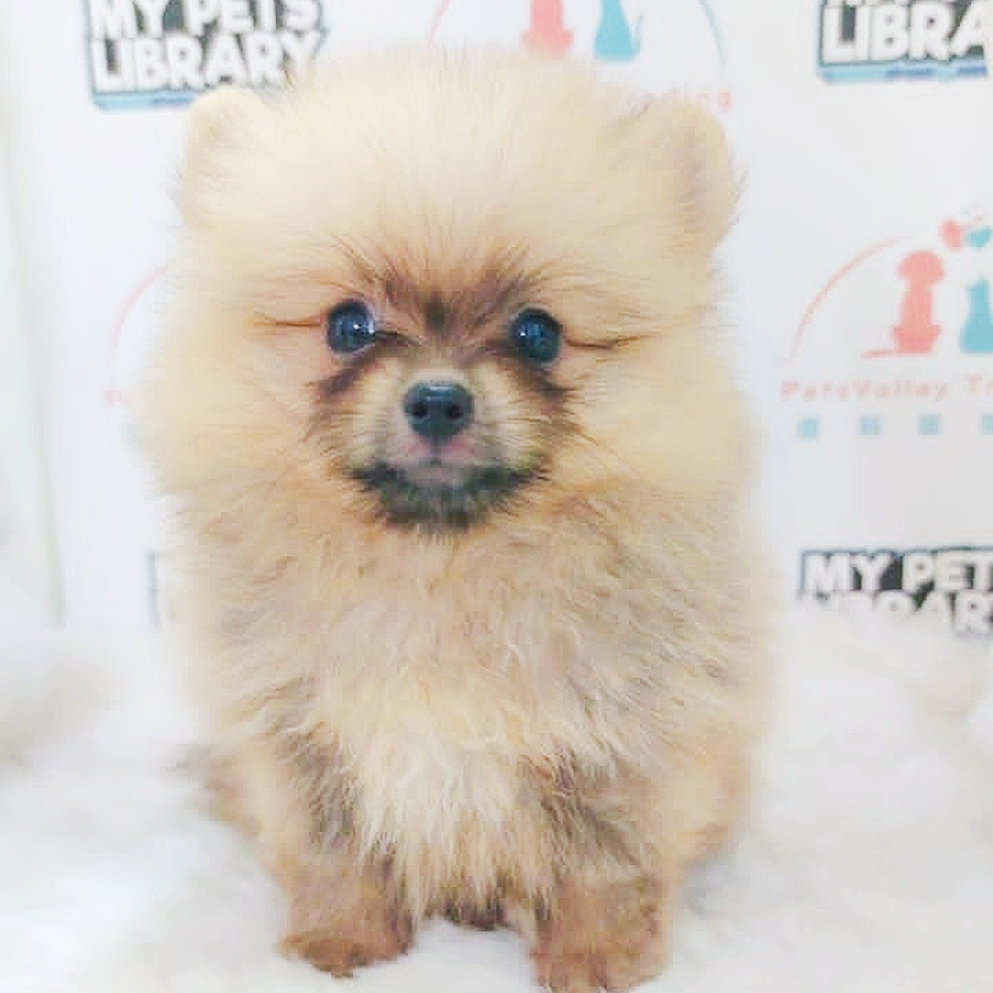 MKA Pomeranian Puppy (Female) For Sale