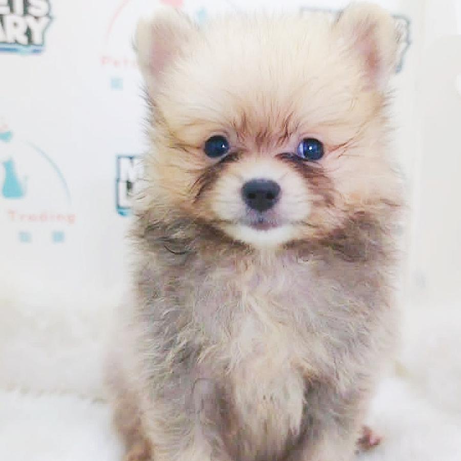 MKA Pomeranian Puppy (Male) For Sale