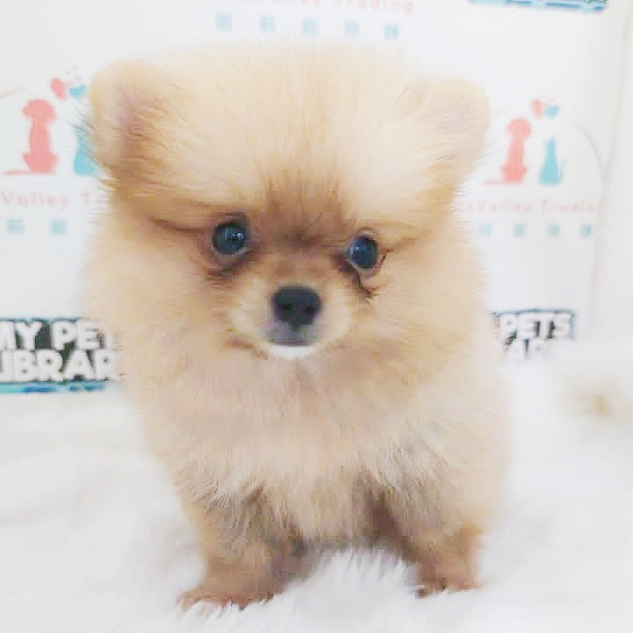 MKA Teacup Pomeranian Puppy (Female) For Sale