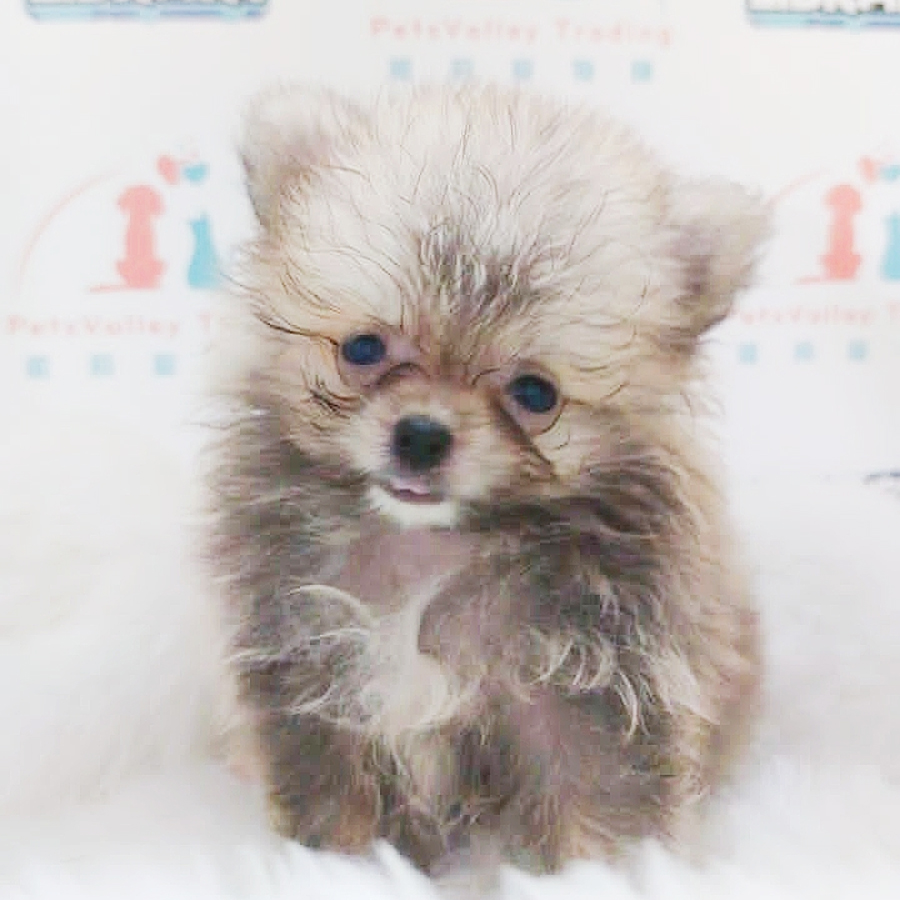 MKA Teacup Pomeranian Puppy (Female) For Sale