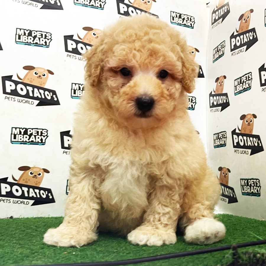 Toy Poodle Puppy (Male) For Sale